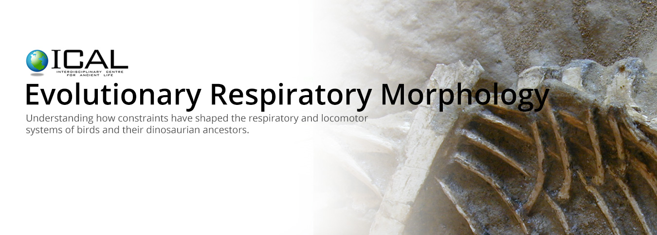 Evolutionary Respiratory Morphology