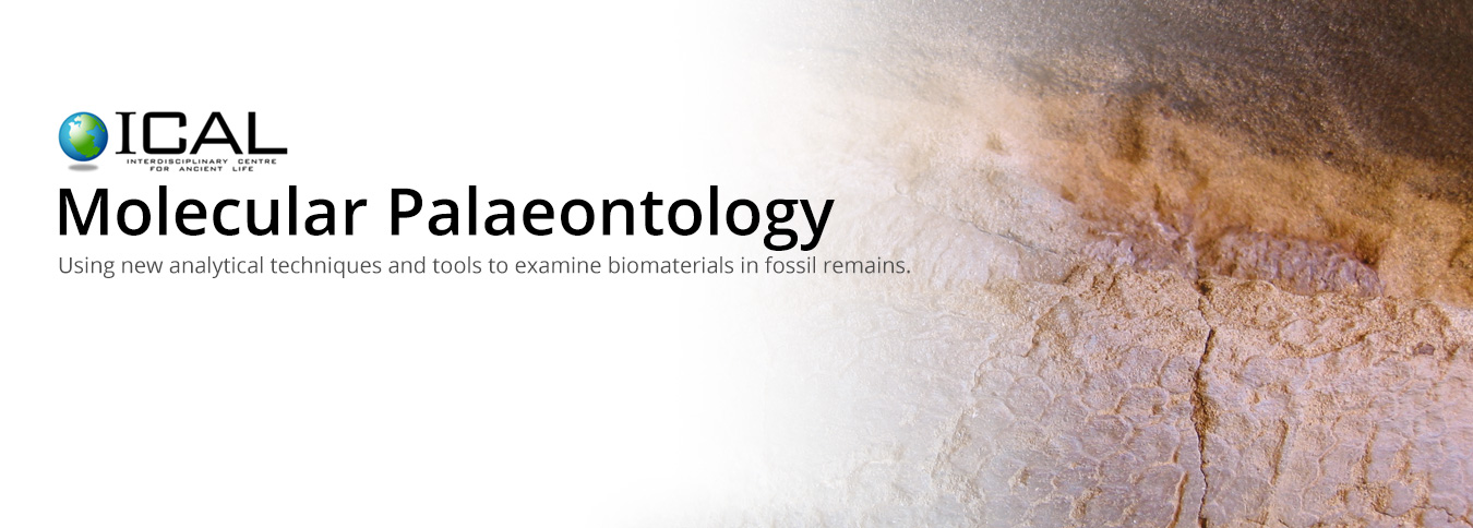 Molecular Palaeontology