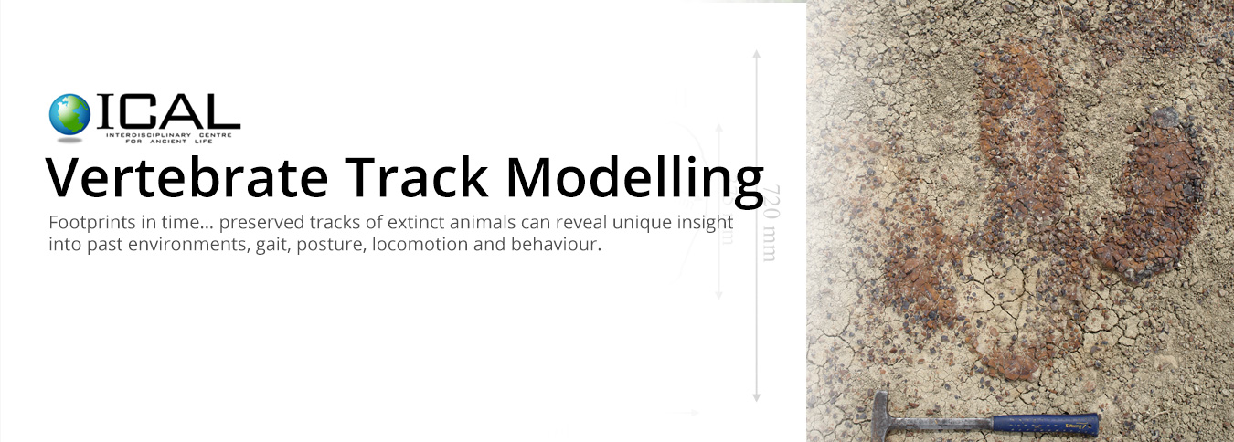 Vertebrate Track Modelling